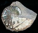 Iridescent Sphenodiscus Ammonite - Green Hues #12100-1